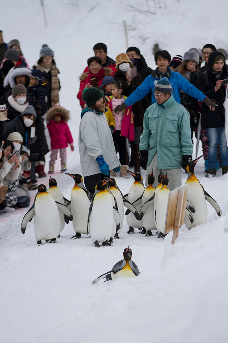 Ever so often a penguin will slip and slide on the snow – don’t worry, it’s not hurt!