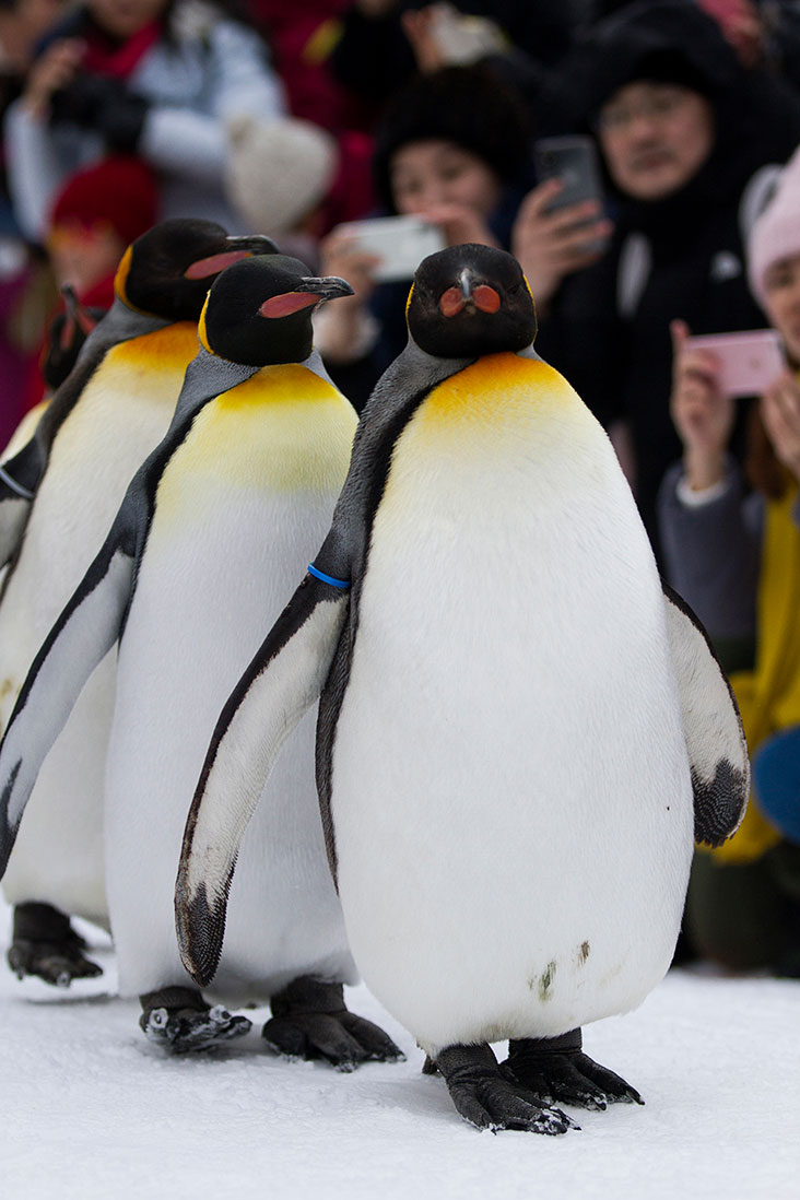 March of the King Penguins.