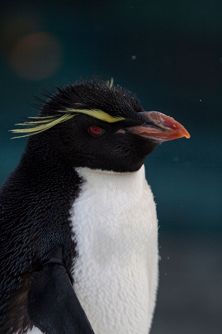 Other penguin species at the Asahiyama Zoo include the Rockhopper Penguin.