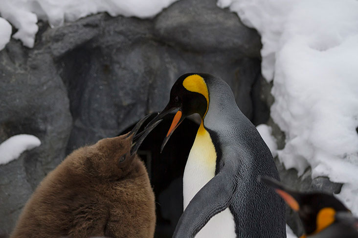 The penguin chicks are distinguished by their brown coats.