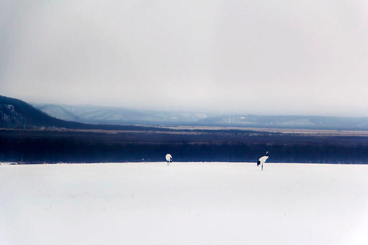 'Tancho' cranes in a field of snow