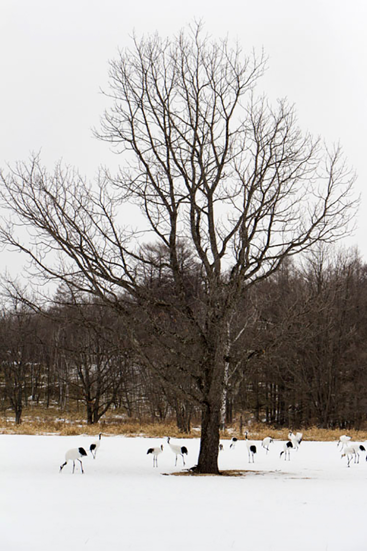 Feeding beneath a tree during winter