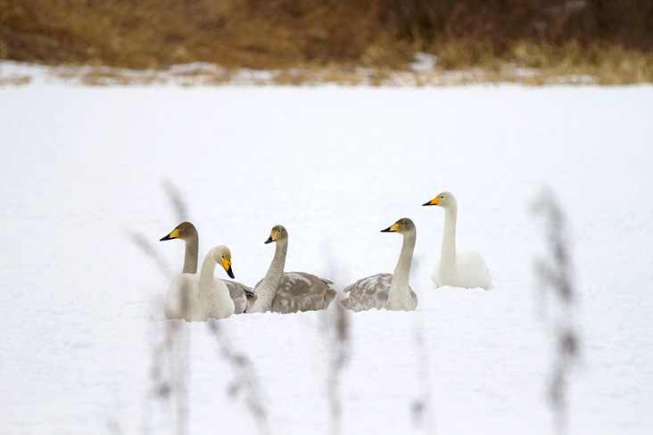 A flock of whooper swans rests nearby