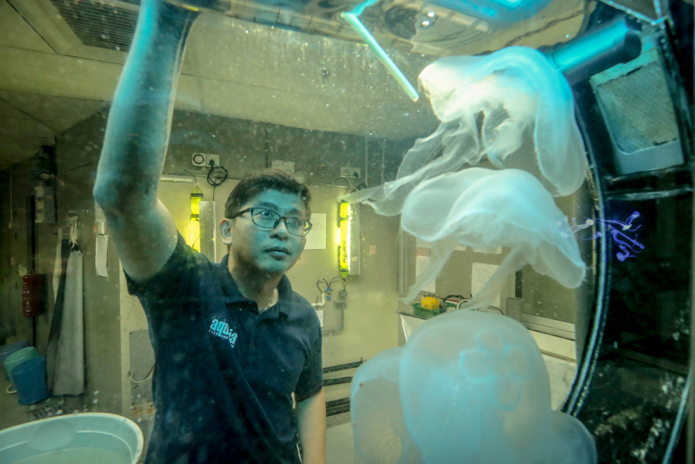 Andrew Lee uses a dropper to dispense food into the moon jellyfish tank. u00e2u20acu201d Picture by Firdaus Latif