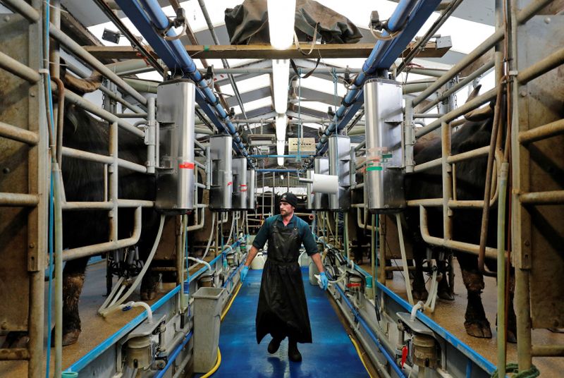 Dairy Manager Tim Thompson stands in the parlour while milking the buffalo at Laverstoke Park Farm near Overton, Hampshire. u00e2u20acu2022 Reuters pic