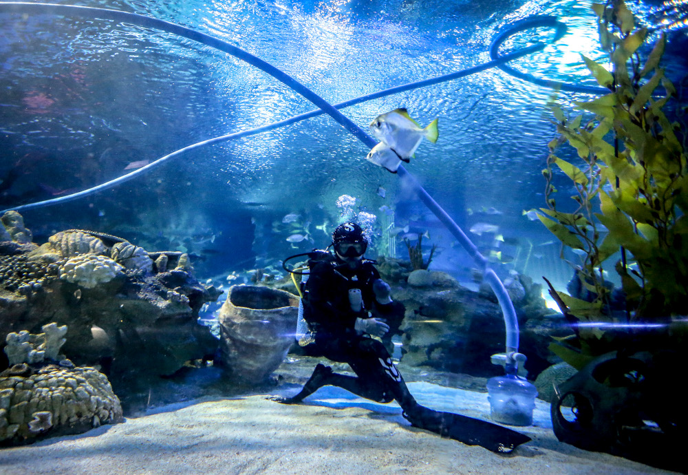 One of the divers using a vacuum device to clean the aquarium. — Picture by Firdaus Latif