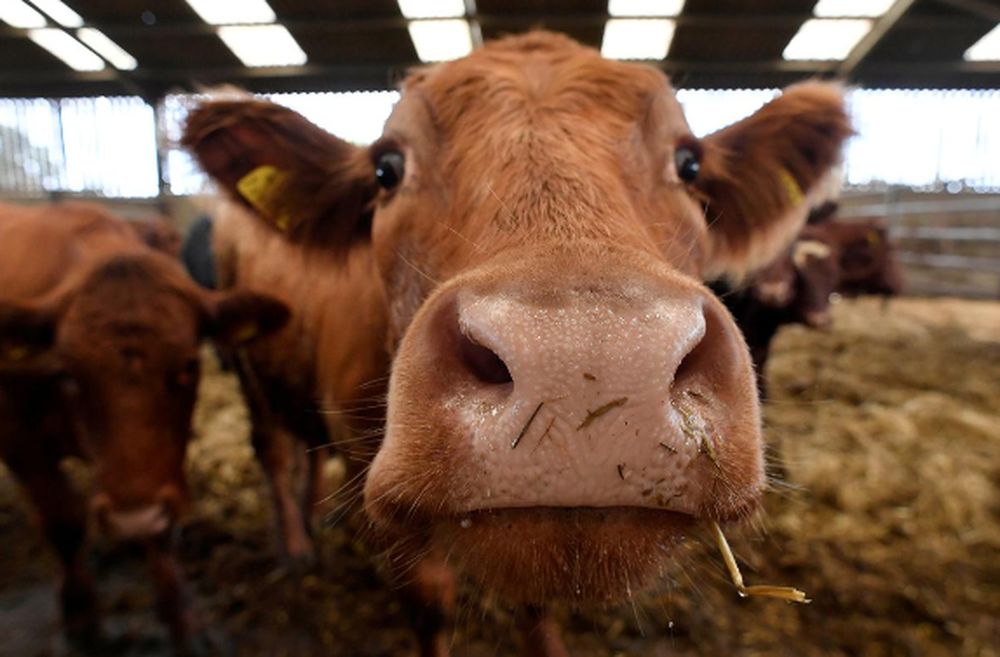 A Sussex mixed cow looks towards the camera as it eats in a cattle shed at the farm of David Barton in Middle Duntisbourne in south west Britain, August 1, 2018. u00e2u20acu201d Reuters pic