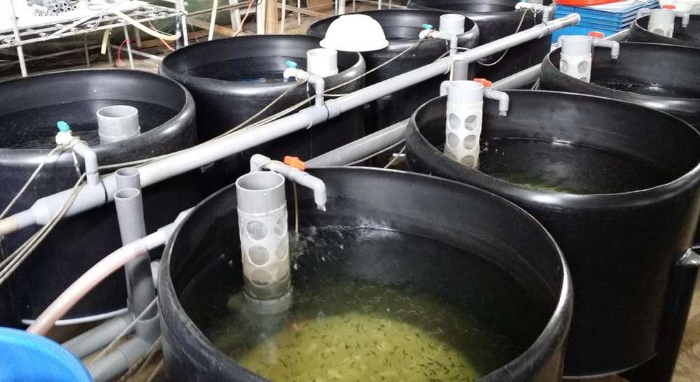 Opal Resources currently operates as a hatchery, selling fish and seafood produce to other small businesses like neighbouring farms. u00e2u20acu201d Picture courtesy of Opal Resources via TODAY