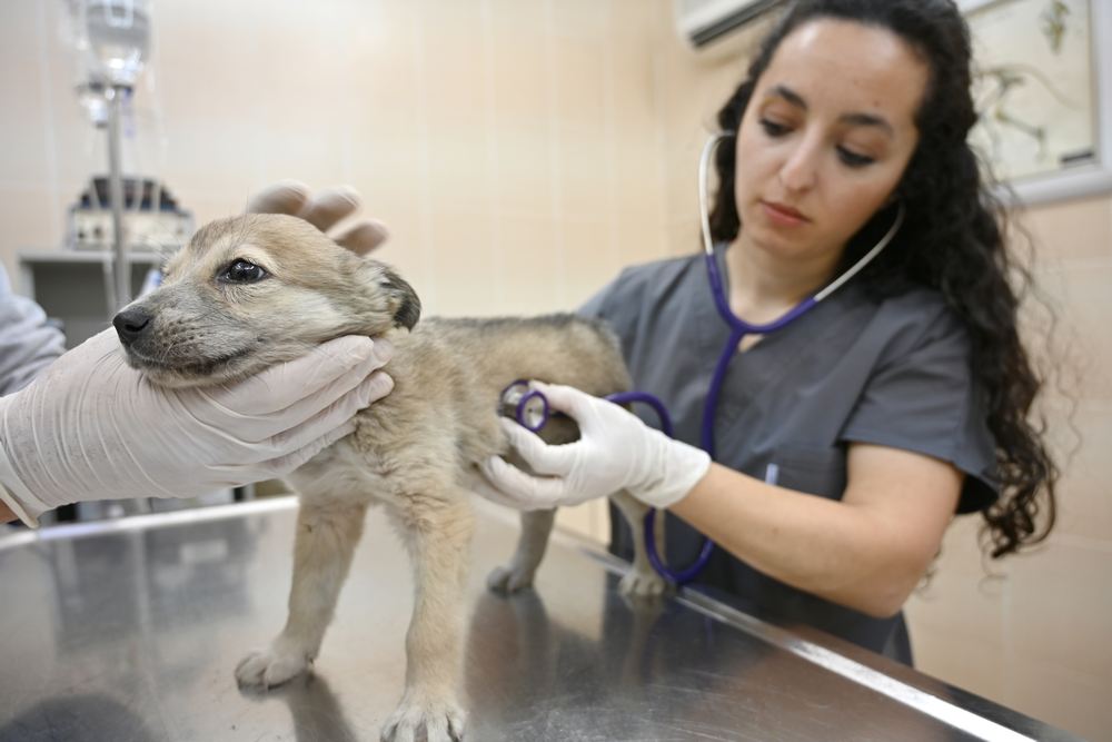 A veterinarian checks a puppy at Sultangazi Health Centre at Sultangazi, western Istanbul January 30, 2019. u00e2u20acu201d AFP pic