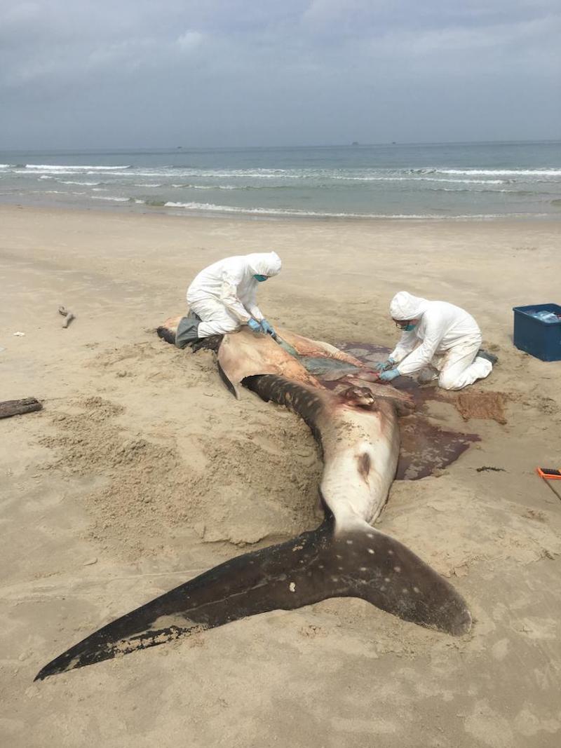 Sabah Wildlife Rescue Unit staff conduct a post-mortem at Tanjung Aru Beach in Menumbok, Kuala Penyu. — Picture courtesy of Sabah Wildlife Department