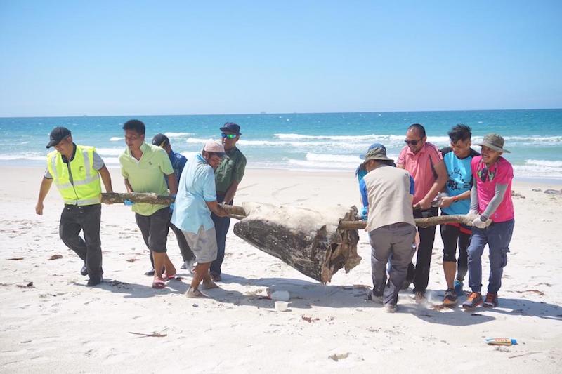 Sabah Fisheries Department staff retrieve the 150kg whale shark head for research purposes. u00e2u20acu201d Picture courtesy of Sabah Wildlife Department