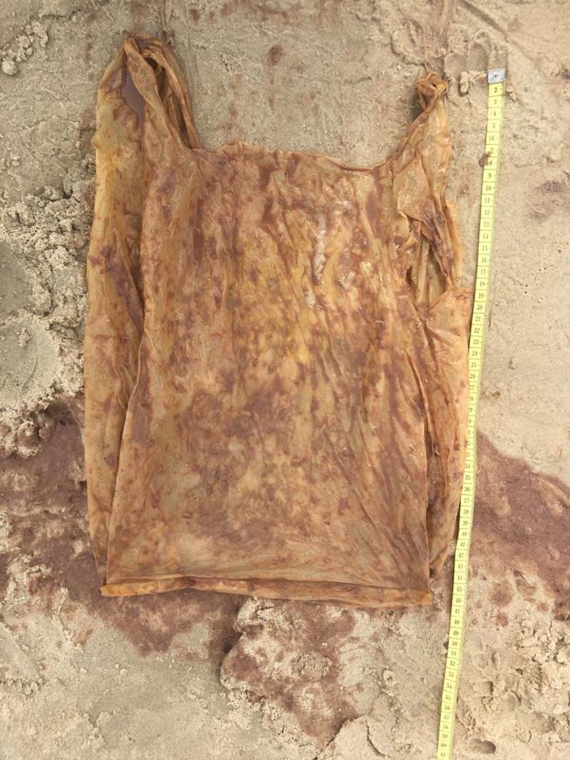 The plastic bag found inside the whale shark’s digestive tract. — Picture courtesy of Sabah Wildlife Department