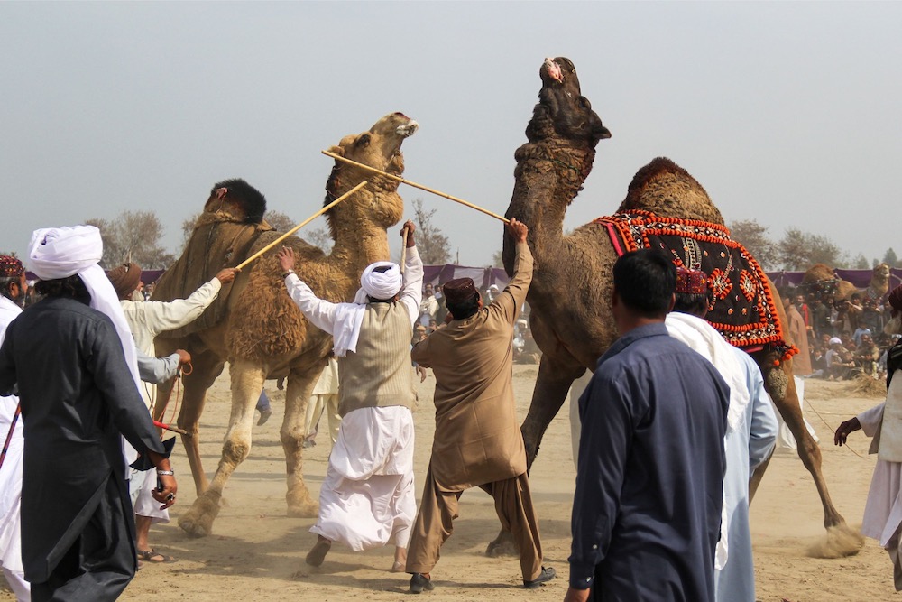 Owners separate their camels with sticks during a traditional camel fight at an annual festival in Rajin Shah in Layyah District February 10, 2019. u00e2u20acu201d AFP pic 