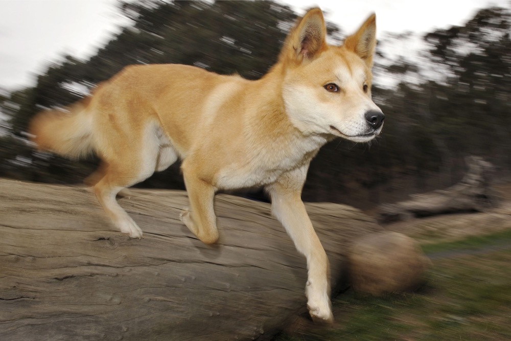 A dingo runs at the Dingo Discovery and Research Centre at the Toolern Vale in rural Victoria, some 60 km north-west of Melbourne May 25, 2009. u00e2u20acu201d AFP pic 