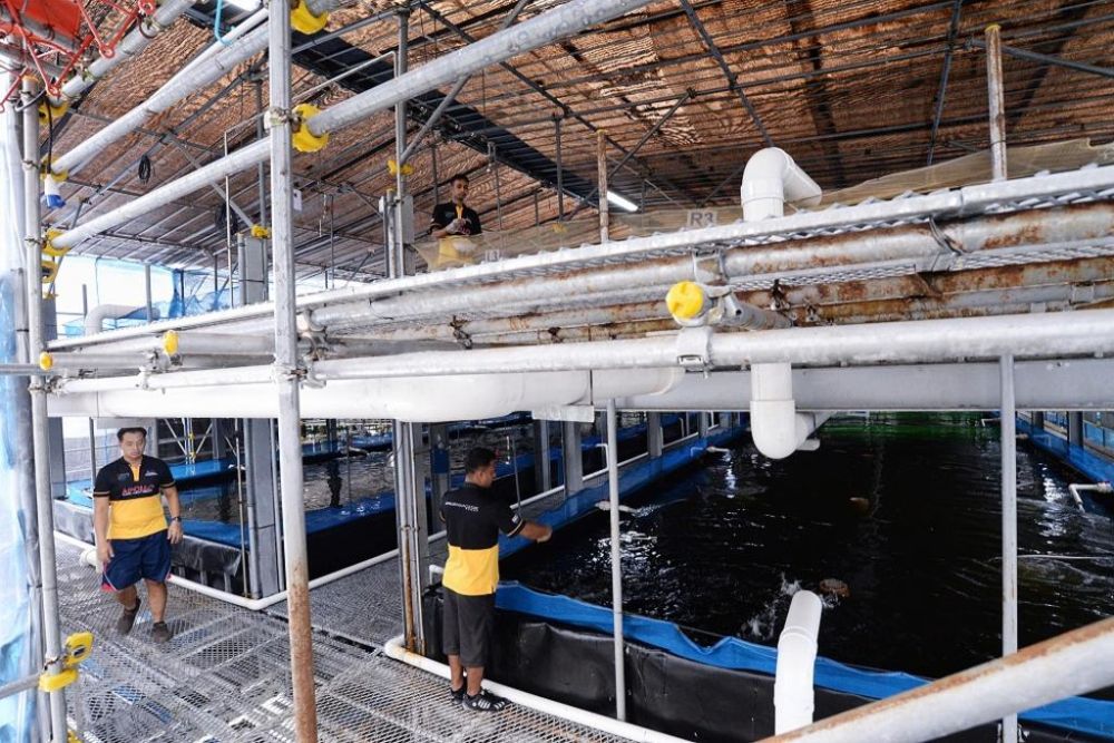 Apollo Aquaculture Groupu00e2u20acu2122s prototype vertical fish farm at Lim Chu Kang in Singapore. u00e2u20acu201d TODAY pic