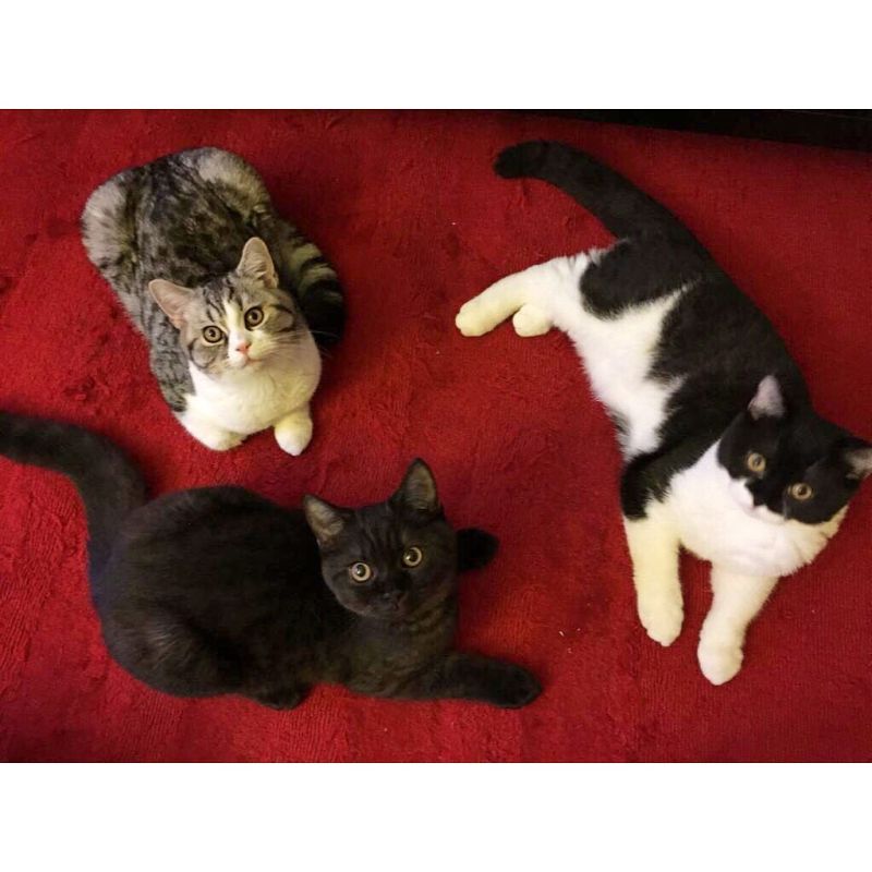 The nine-month-old kittens were neutered last weekend. — Picture from Instagram/jupiter_loves_venus