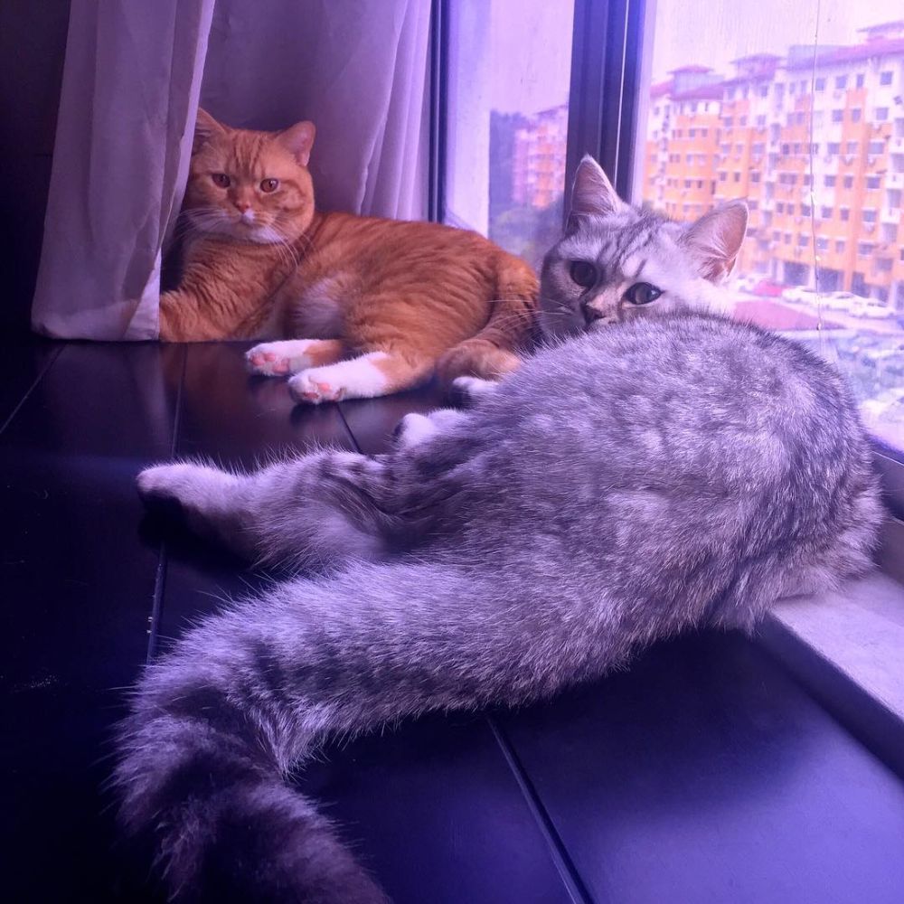 Khairul’s two older British Shorthair cats Jupiter and Venus lounging around the house. — Picture from Instagram/jupiter_loves_venus