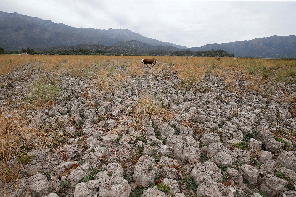 A cow stands on land that used to be filled with water, at the Aculeo Lagoon in Paine, Chile January 9, 2019. u00e2u20acu201d Reuters pic    