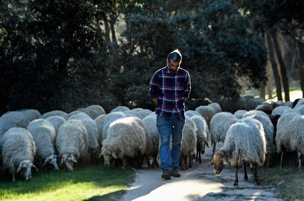 Spanish shepherd Alvaro Martin walks next to his sheep at the Casa de Campo park in Madrid on March 26, 2019. — AFP pic
