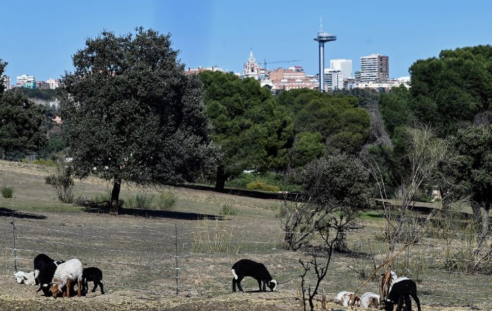 Sheep graze at the Casa de Campo park in Madrid on March 26, 2019. Madrid city hall has since February 2019 employed 500 sheep to munch undergrowth at the park . u00e2u20acu201d AFP pic