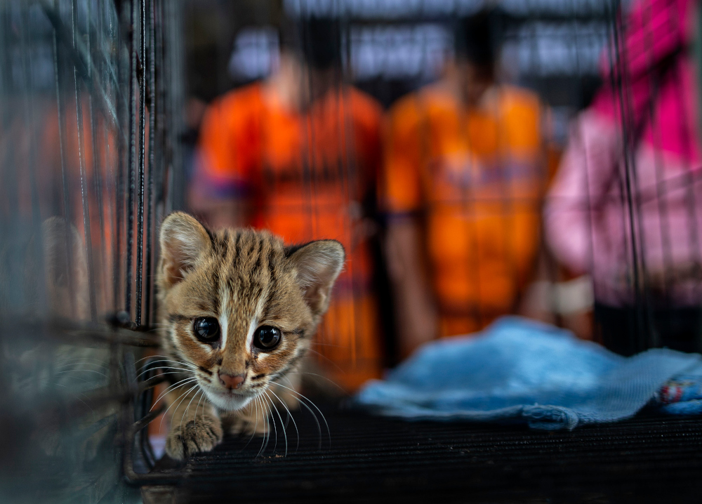 A juvenile leopard cat, seized by authorities during an anti-smuggling operation, is seen past suspected smugglers during a press conference announcing the seizure of trafficked exotic animals in Surabaya March 27, 2019. u00e2u20acu201d AFP pic 