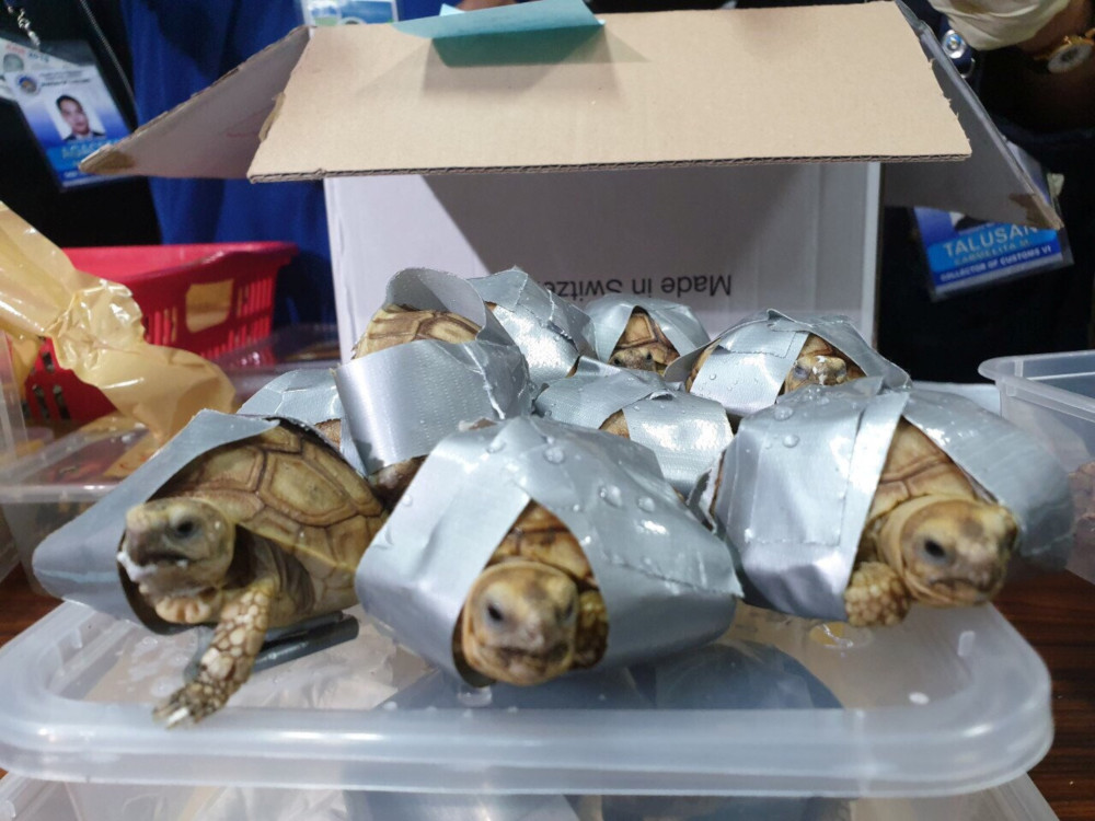 Tortoises are seen covered in a duct tape after being seized by Philippines Customs in Manila, Philippines March 3, 2019 in this picture obtained from social media on March 4, 2019. u00e2u20acu201d Bureau of Customs, Philippines handout pic via Reuters 