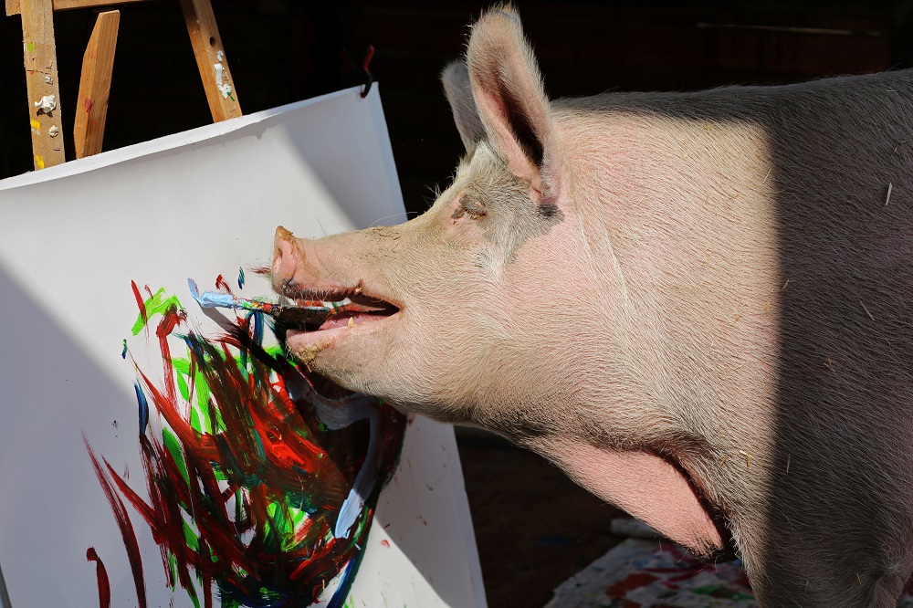 Pigcasso, a rescued pig, paints on a canvas at the Farm Sanctuary in Franschhoek, outside Cape Town, South Africa February 21, 2019. u00e2u20acu201d Reuters pic   