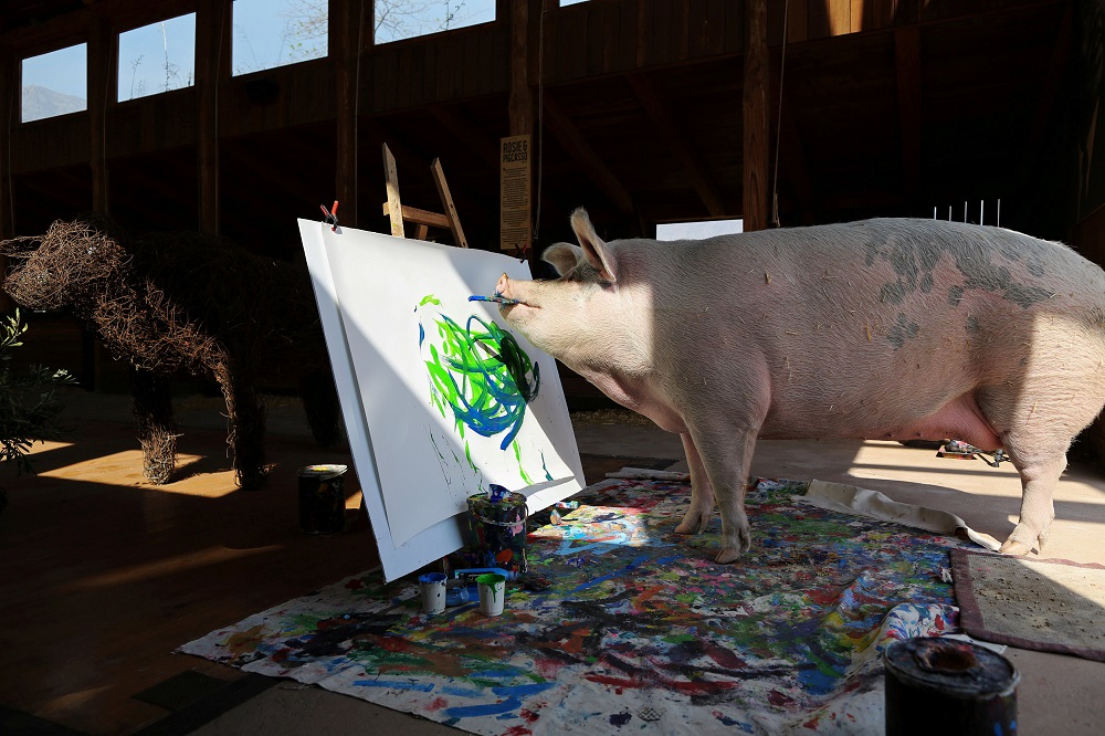 Pigcasso, a rescued pig, paints on a canvas at the Farm Sanctuary in Franschhoek, outside Cape Town, South Africa February 21, 2019. — Reuters pic   