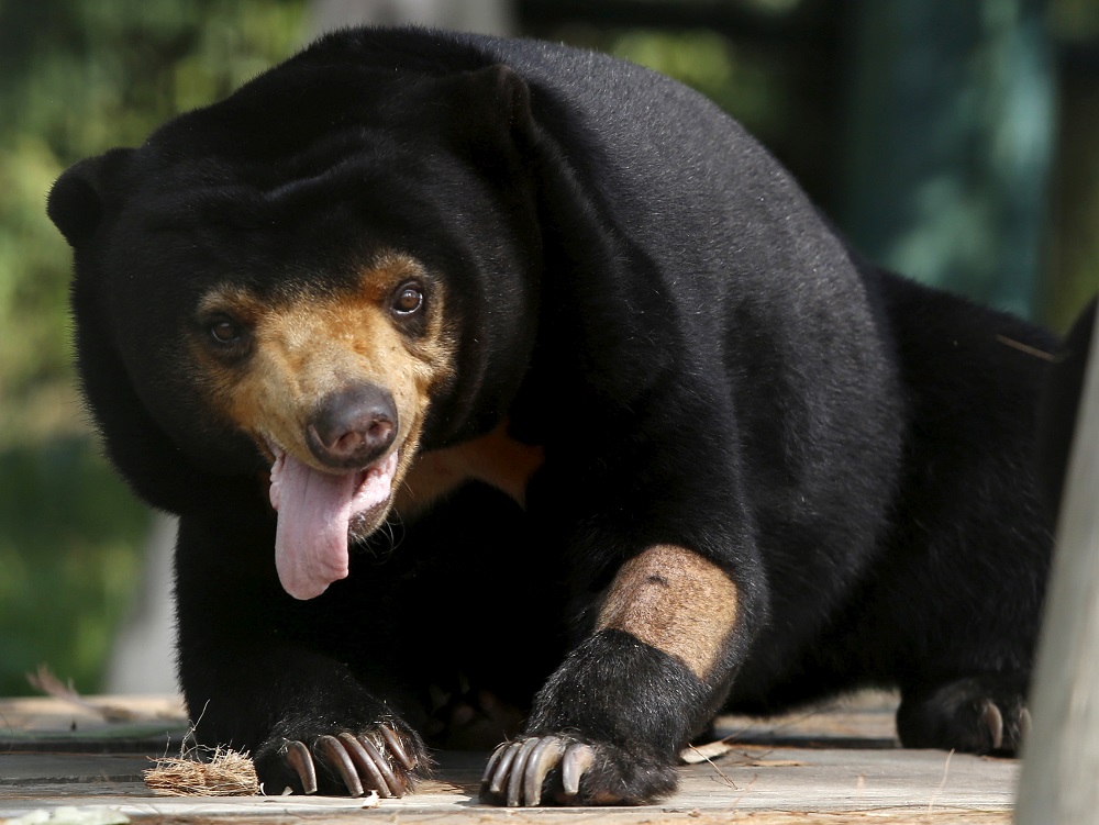 A sun bear is seen inside a semi-natural enclosure at a bear rescue centre in Tam Dao national park, north of Hanoi, Vietnam July 22, 2015. u00e2u20acu201d Reuters pic     
