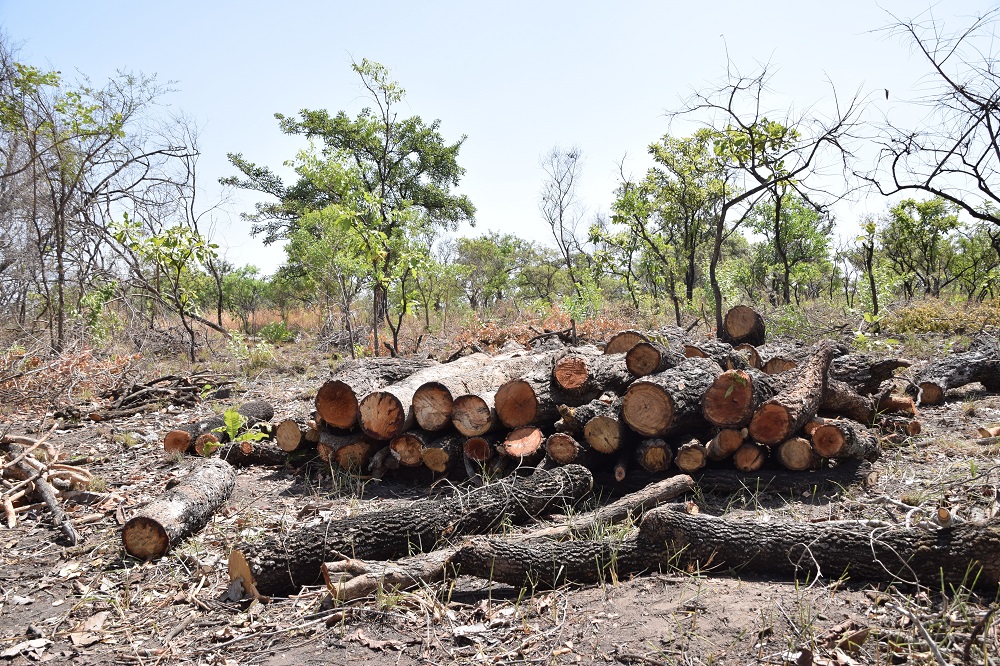 Logs felled by charcoal burners in Palaro, Gulu district, Uganda February 13, 2019. u00e2u20acu201d Thomson Reuters Foundation pic