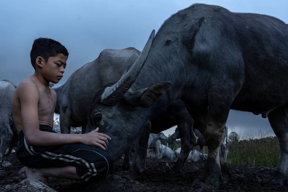 The Multimedia University student turned her lens on Malaysian farm life, capturing the close bond between a boy and his buffaloes. u00e2u20acu201d Picture courtesy of World Photography Organisation