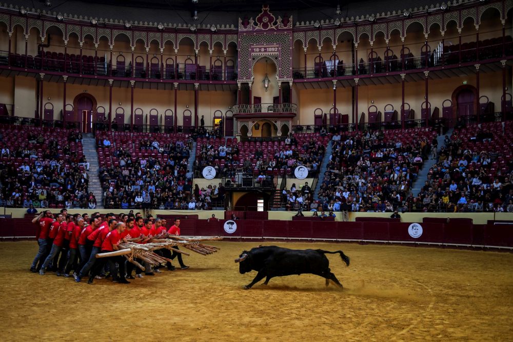 A group of men perform the 'Capeia Arraiana' bullfight during Bullfighting Day at the Campo Pequeno arena in Lisbon, Portgual. u00e2u20acu201d AFP pic