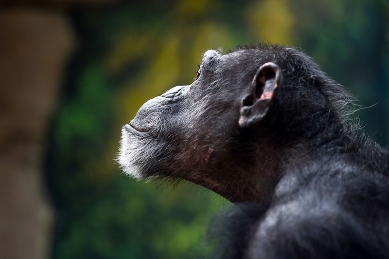 A chimpanzee, here pictured at the Beauval Zoo in Saint-Aignan-sur-Cher, France August 2018. u00e2u20acu201d AFP pic