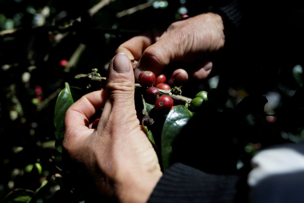 A coffee grower selects coffee fruits in Chinchina, Colombia November 22, 2018. u00e2u20acu201d Reuters pic