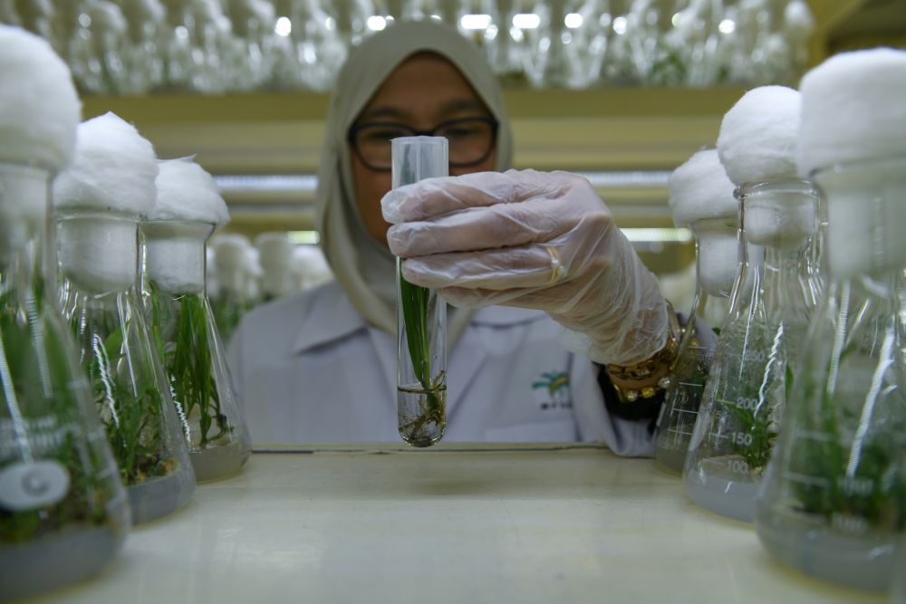 A research officer handles a test tube with a seedling specimen of the newly created dwarf palm oil tree at the Malaysian Palm Oil Board laboratory in Bangi December 18, 2018. u00e2u20acu201d AFP pic