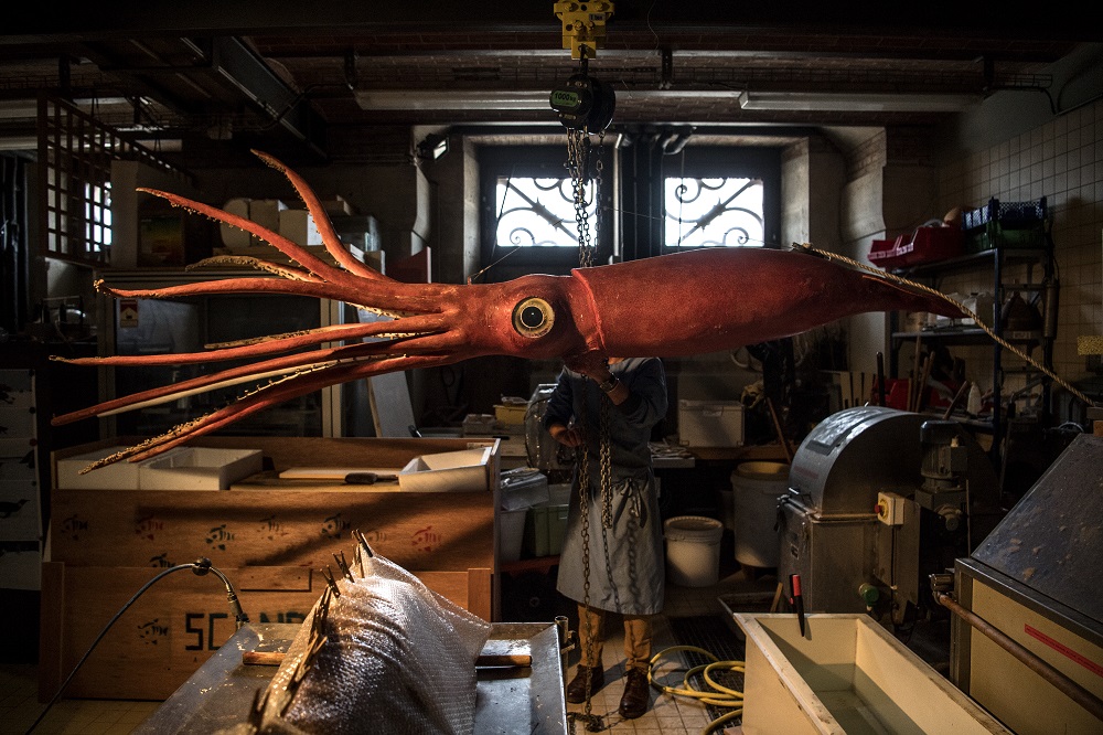 Head taxidermist Christophe Gottini uses a winch to lift a giant squid ahead of its restoration at the French National Museum of Natural History taxidermy workshop in Paris March 12, 2019. u00e2u20acu201d AFP pic