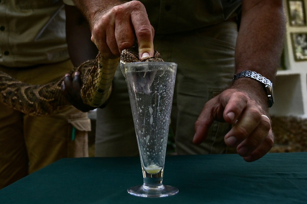 The herpetologist and director of the Bio-Ken Snake Farm milks the venom of a freshly caught puff-adder in Kenyau00e2u20acu2122s coastal town of Watamu, Kilifi county February 13, 2019. u00e2u20acu201d AFP pic