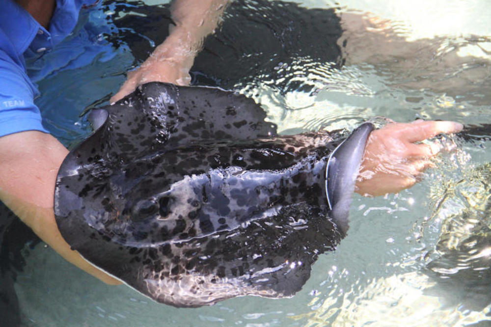 A 28-year-old man was sentenced to five monthsu00e2u20acu2122 jail on Tuesday (March 19), for stealing a stingray and threatening to distribute compromising photos of his ex-girlfriend. u00e2u20acu201d TODAY file pic