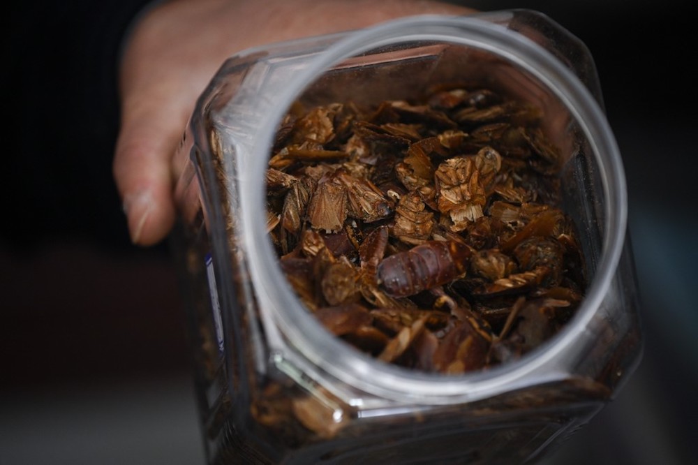 Radroach Farmer Papa roach: Chinese farmer breeds bugs for the table | Malay Mail