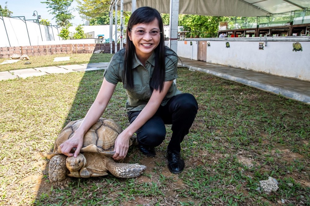 Live Turtle and Tortoise Museum owner Connie Tan poses for a photo with a sulcata tortoise in Singapore April 7, 2019. u00e2u20acu201d AFP pic