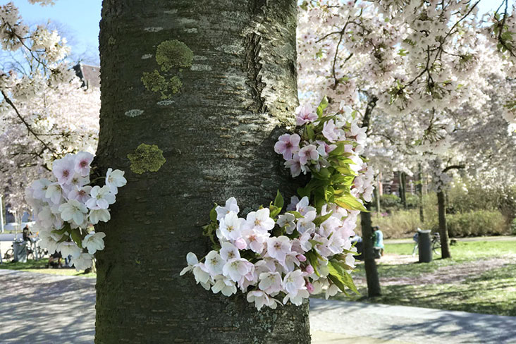 Sakura blooms flowering, not in Tokyo but in Amsterdam!