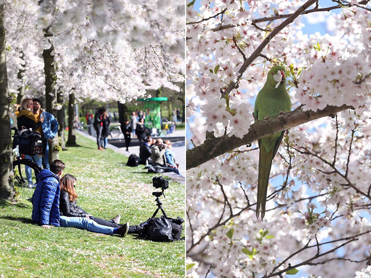 The Dutch knows how to enjoy flower viewing too, albeit without Japanese style bento boxes (left). Parakeets can be seen amongst the blossoms (right).