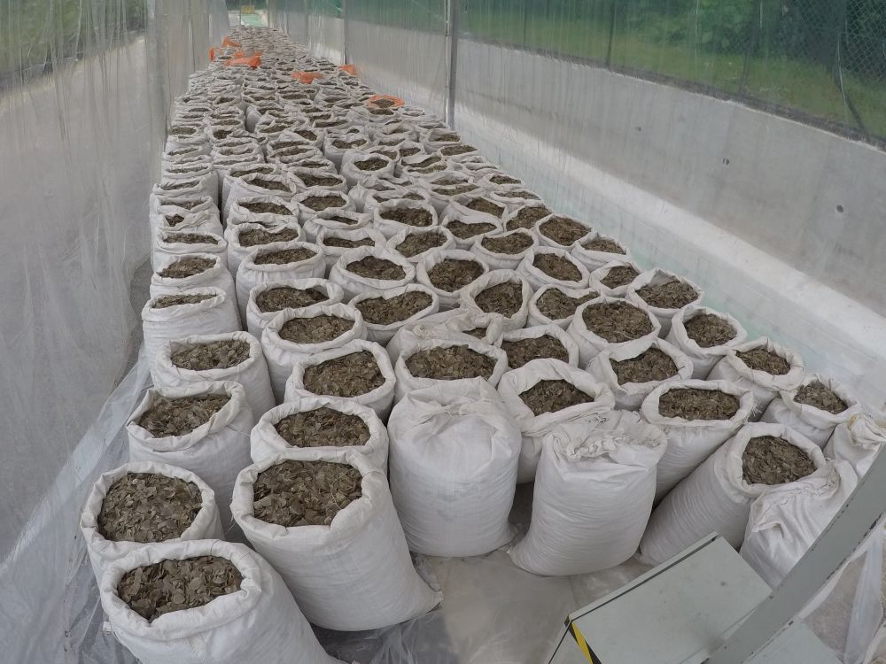 Some 12.7 tonnes of pangolin scales packed into 474 gunny sacks were seized in Singapore, April 8, 2019. u00e2u20acu201d NParks pic via TODAY