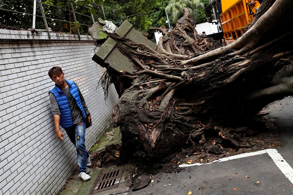 A man walks past a fallen tree after an earthquake in Taipei April 18, 2019. u00e2u20acu201d Reuters pic