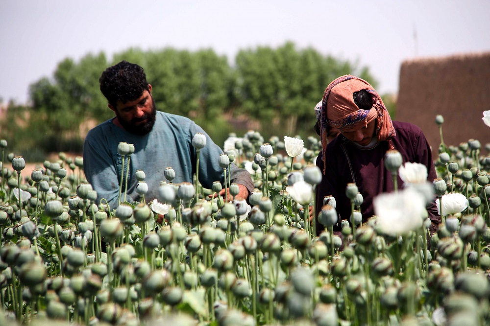 In this photograph taken on April 13, 2019, Afghan farmers harvest opium sap from a poppy field in the Gereshk district of Helmand province. u00e2u20acu201d AFP pic  
