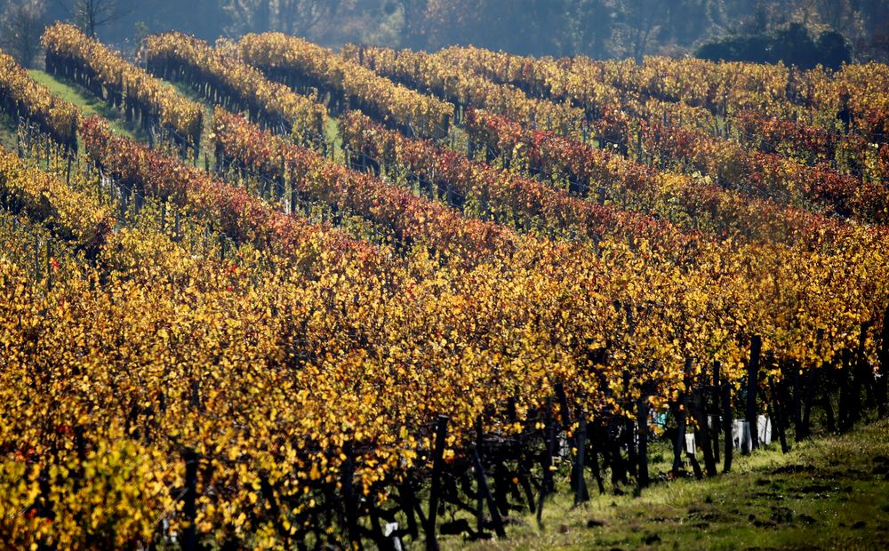 Autumn-coloured vineyard is pictured in Quinsac near Bordeaux, France, November 19, 2018. u00e2u20acu201d Reuters pic
