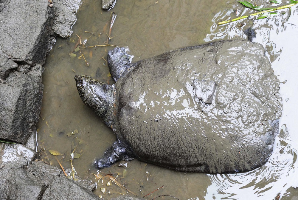 This photo taken on May 6, 2015 shows a female Yangtze giant softshell turtle at Suzhou Zoo in Suzhou in China's eastern Jiangsu province. u00e2u20acu201d AFP pic 