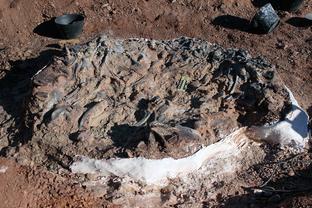 Handout released by the Institute and Museum of Natural Sciences of the San Juan University, of a 220-million-year-old fossil at the Ischigualasto National Park in San Juan province, Argentina April 10, 2019. u00e2u20acu201d The San Juan University/AFP pic