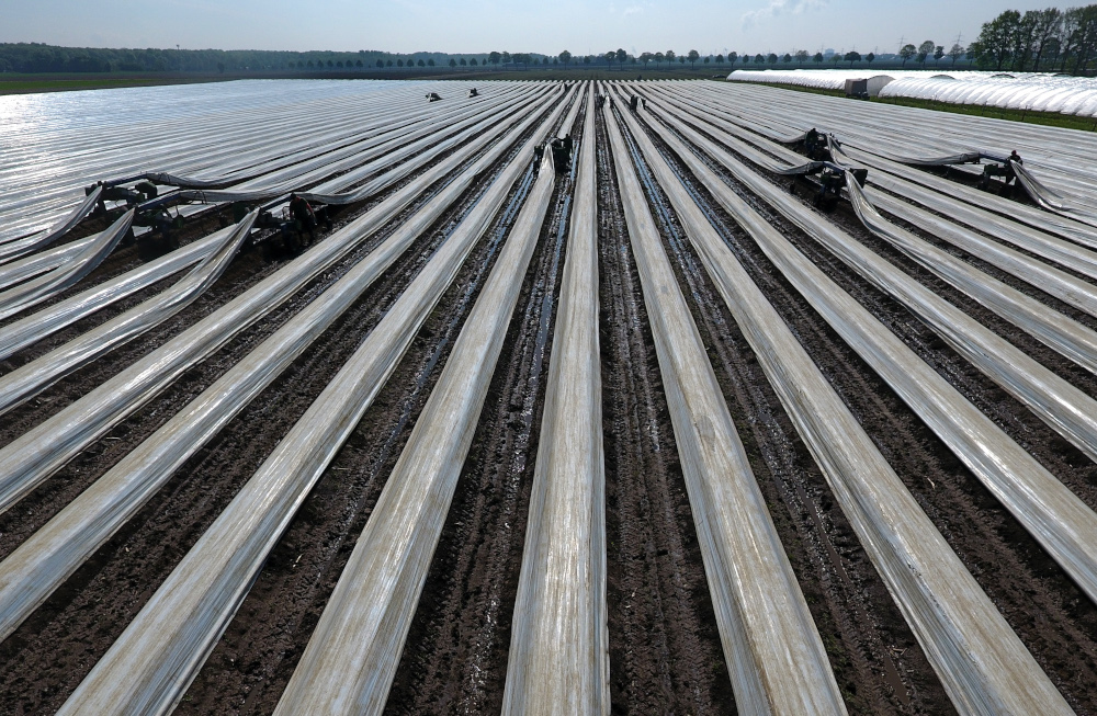 An aerial picture taken April 29, 2019 shows workers harvesting asparagus in a field at the u00e2u20acu02dcBeller Hofu00e2u20acu2122 farm in Cologne, western Germany. u00e2u20acu201d AFP pic  