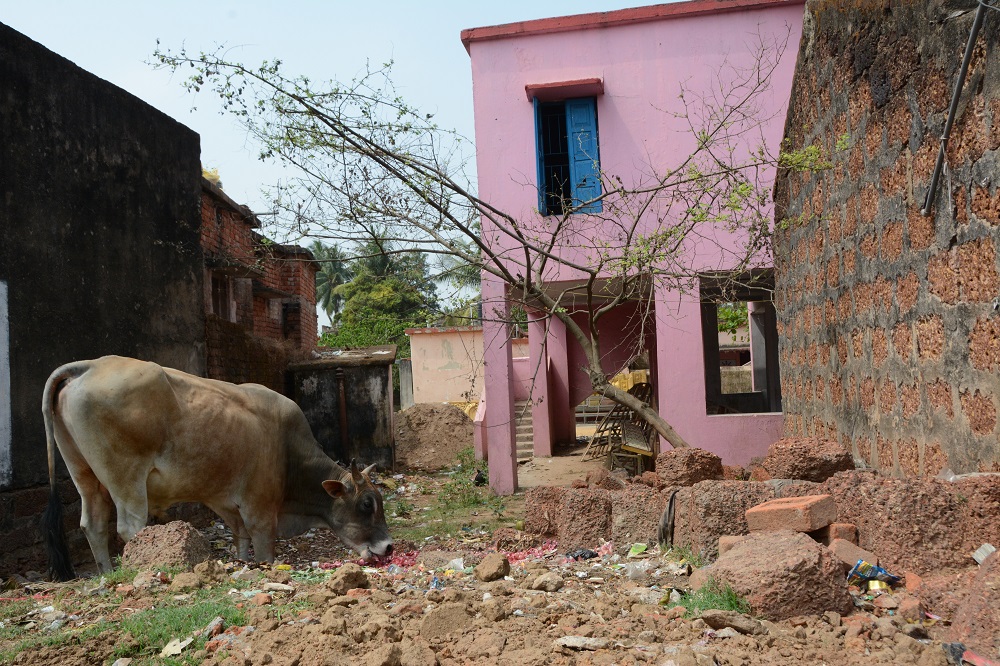 A cow eats at the back of a cyclone shelter designed in part for livestock in Ramachandrapur, India March 1, 2019. u00e2u20acu201d Thomson Reuters Foundation pic
